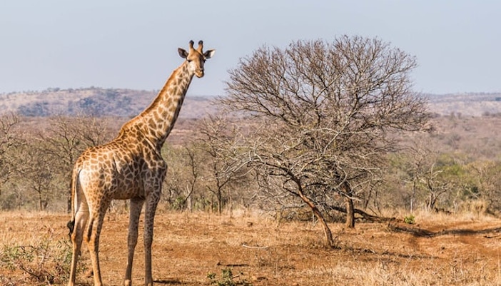 giraffe dubai safari park