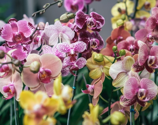 Tulp Festival Amsterdam tickets