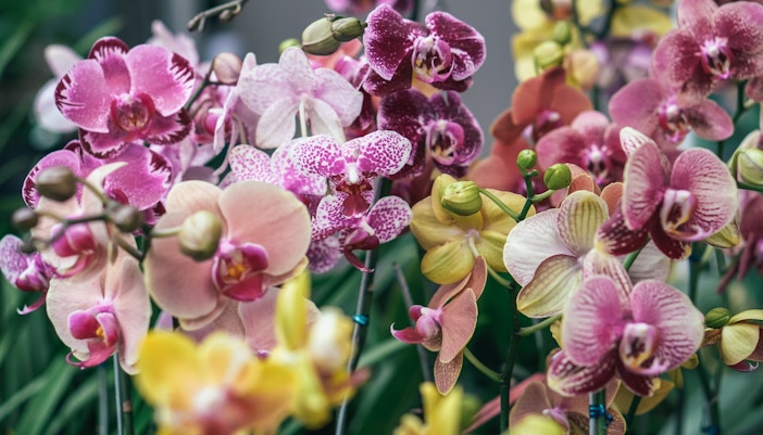 keukenhof Events