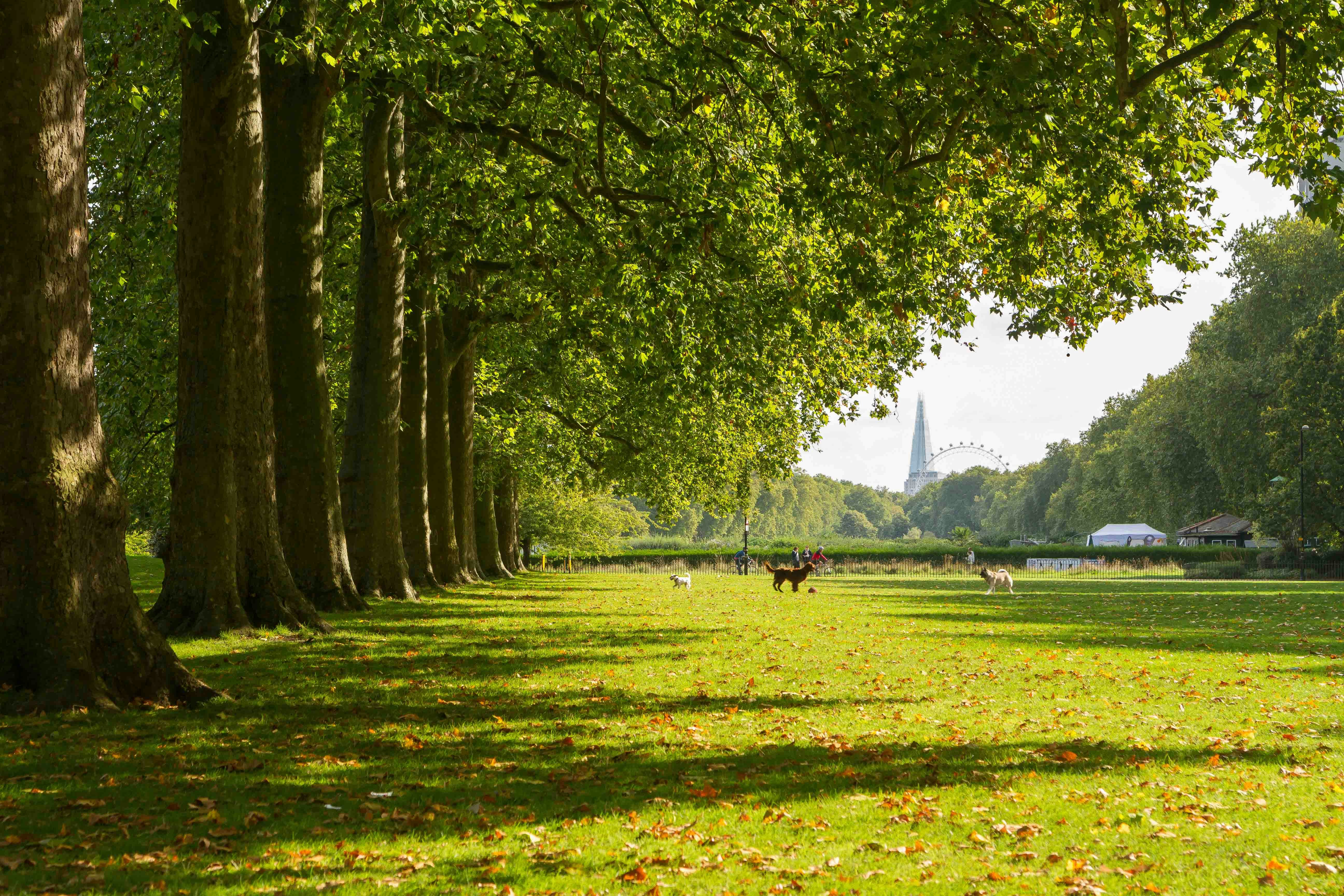 Hyde Park with trees lining a path, London Eye visible in the distance.