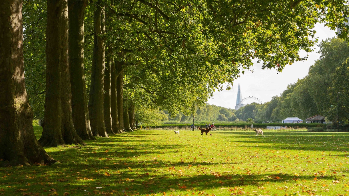 Hyde Park with trees lining a path, London Eye visible in the distance.