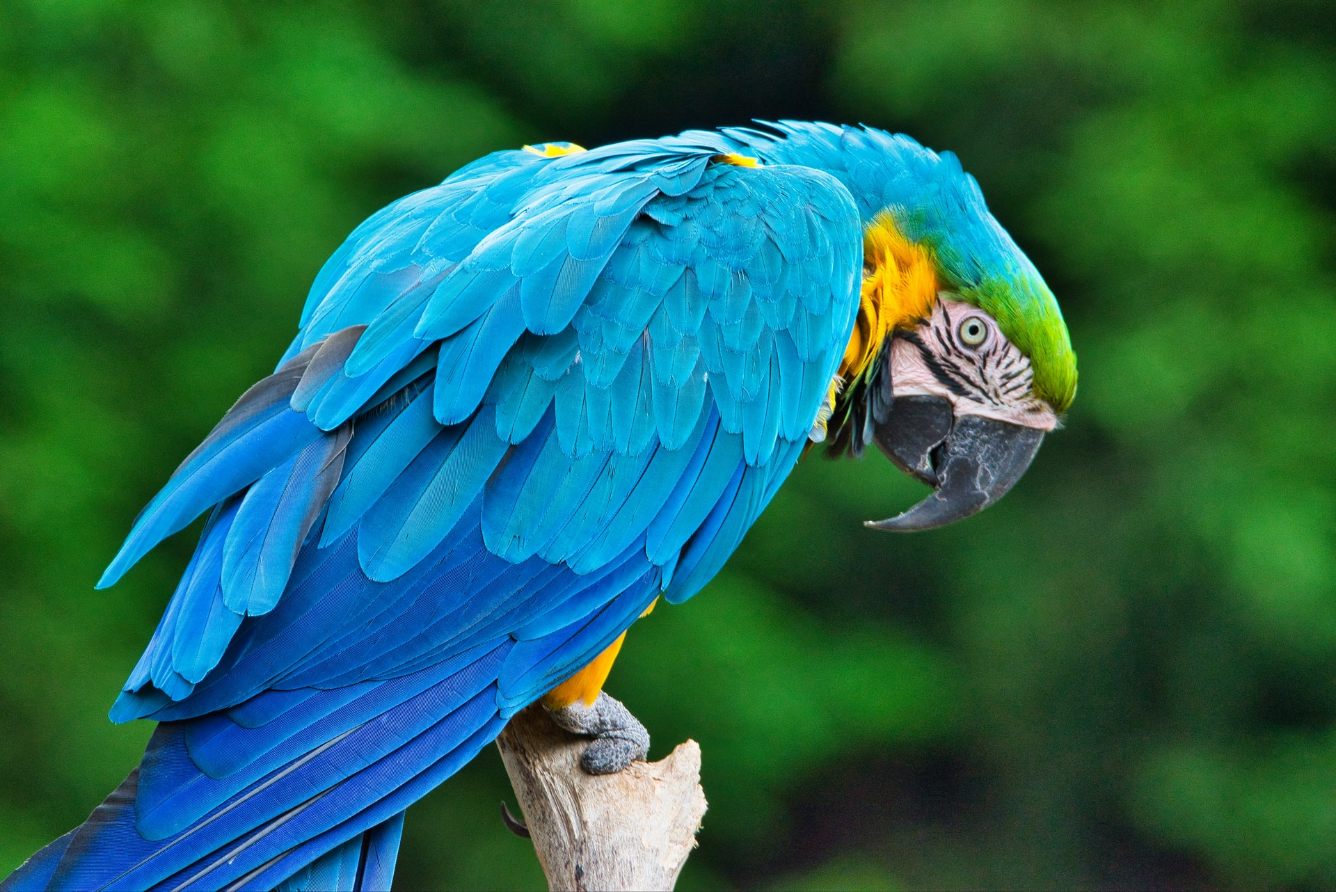 Central Florida Zoo & Botanical Gardens