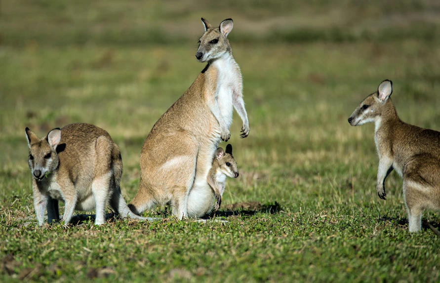 plan your visit melbourne zoo