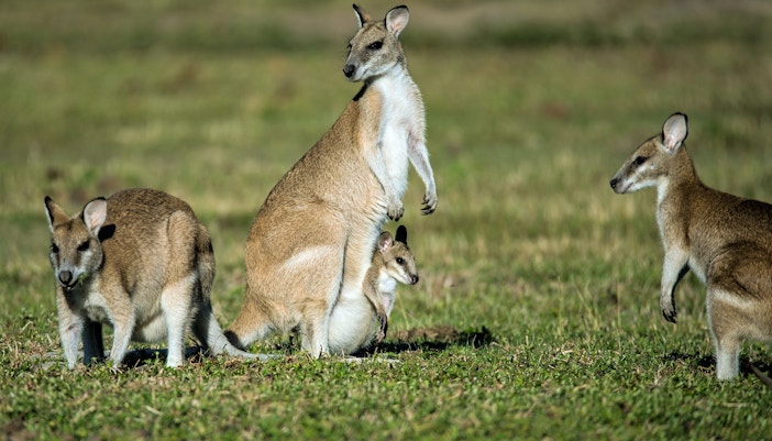 Maru Koala & Animal Park tickets kangaroos