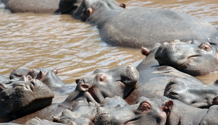 Zoom Torino Nilpferde