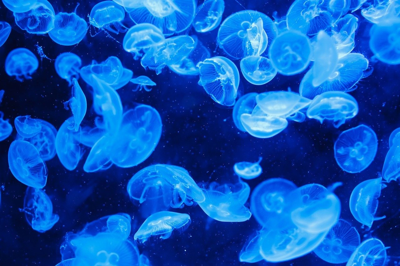 Jellyfish swimming in a blue-lit tank at Paris Aquarium.