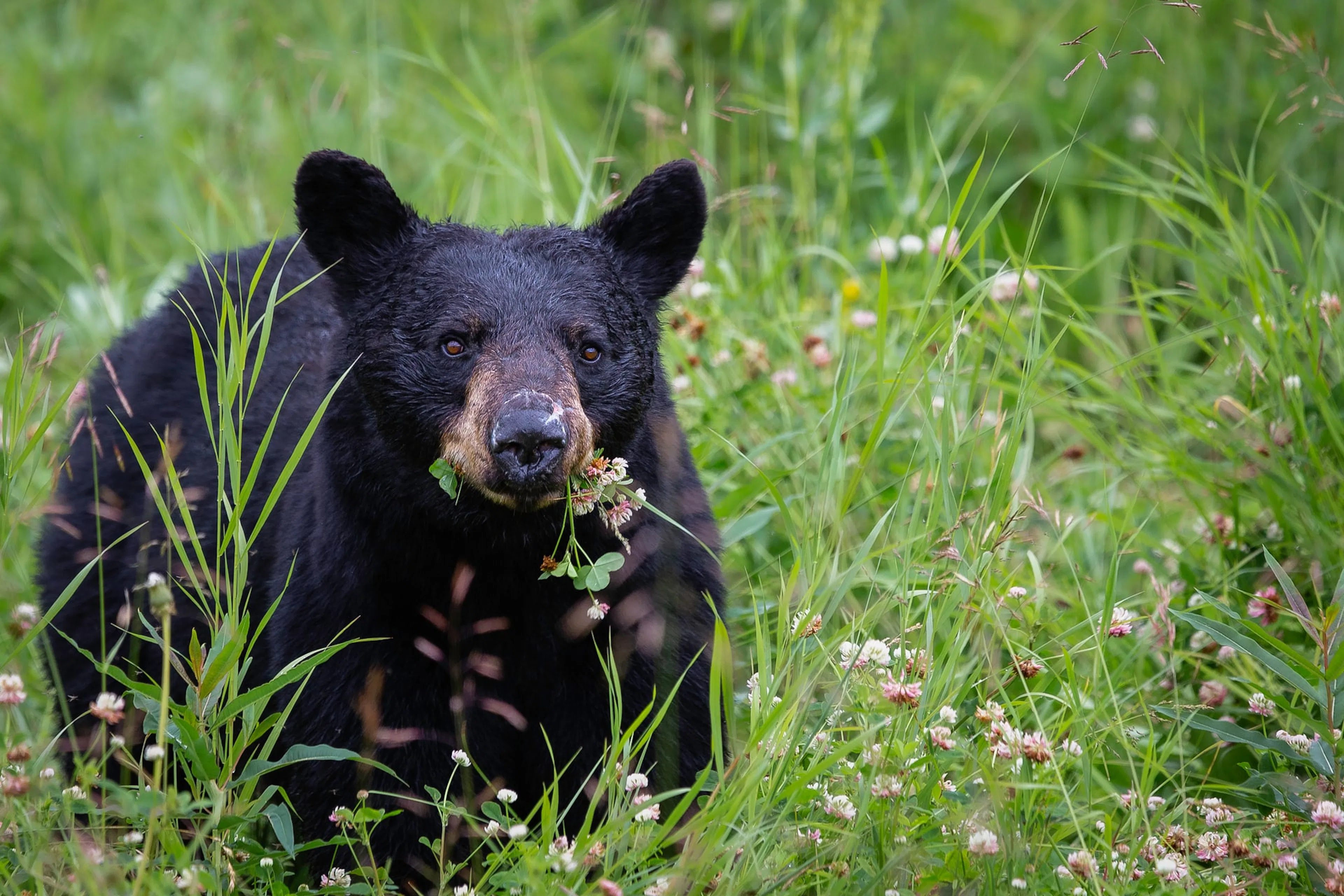 Black bear in lush greenery