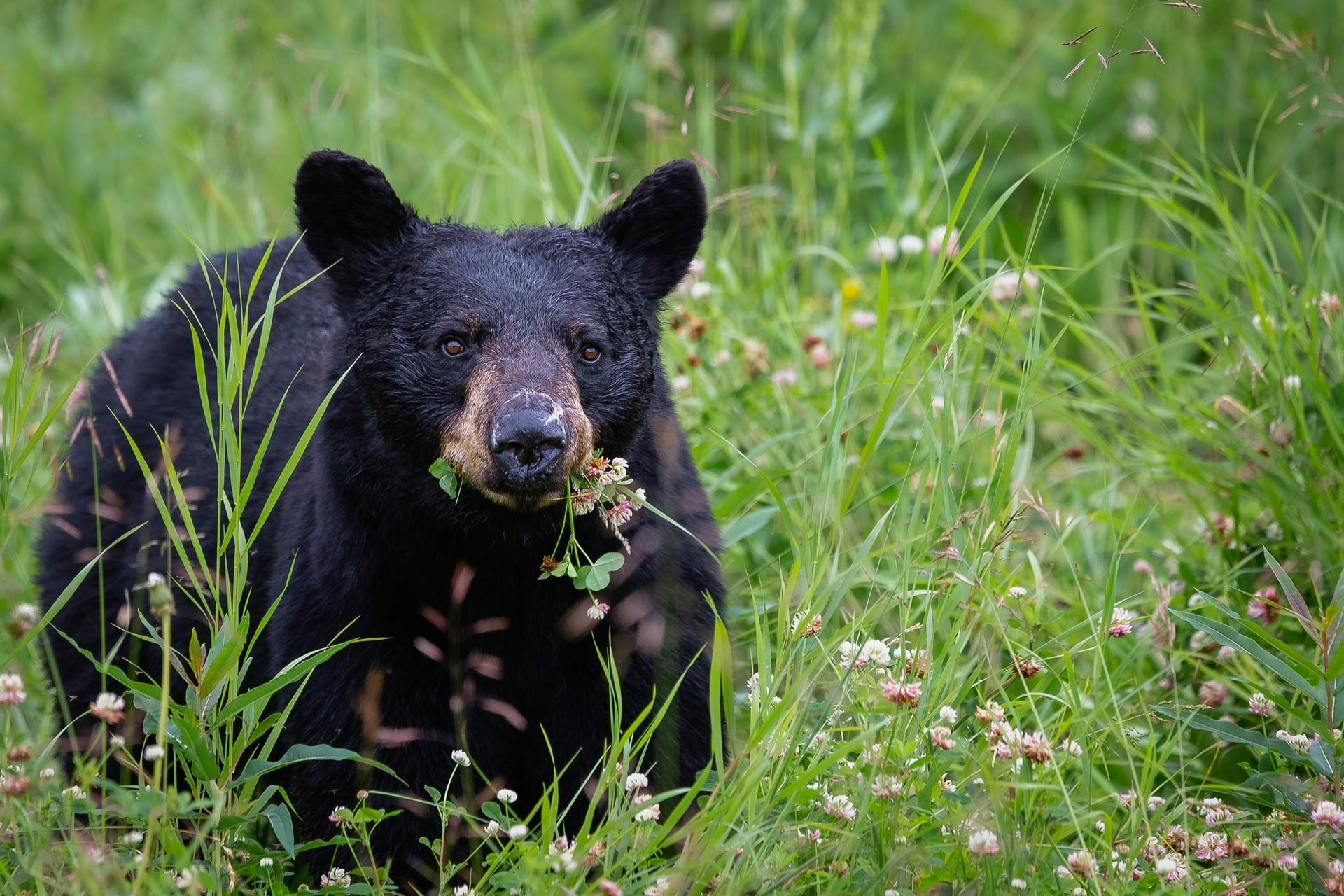 Black bear in lush greenery 