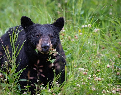Zoo Negara tickets black bear