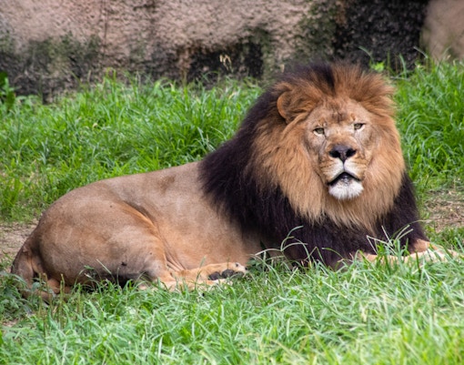 Mogo zoo tickets lion