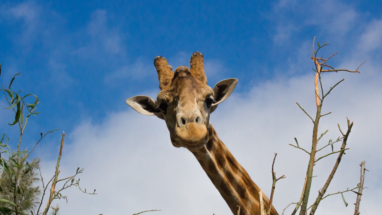 Oasis Wildlife Fuerteventura tickets