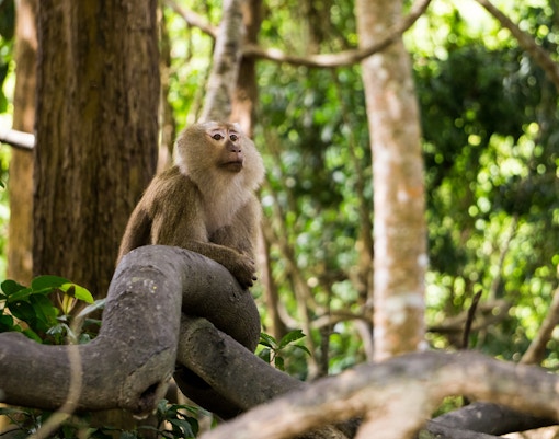 Mogo zoo tickets squirrel monkey