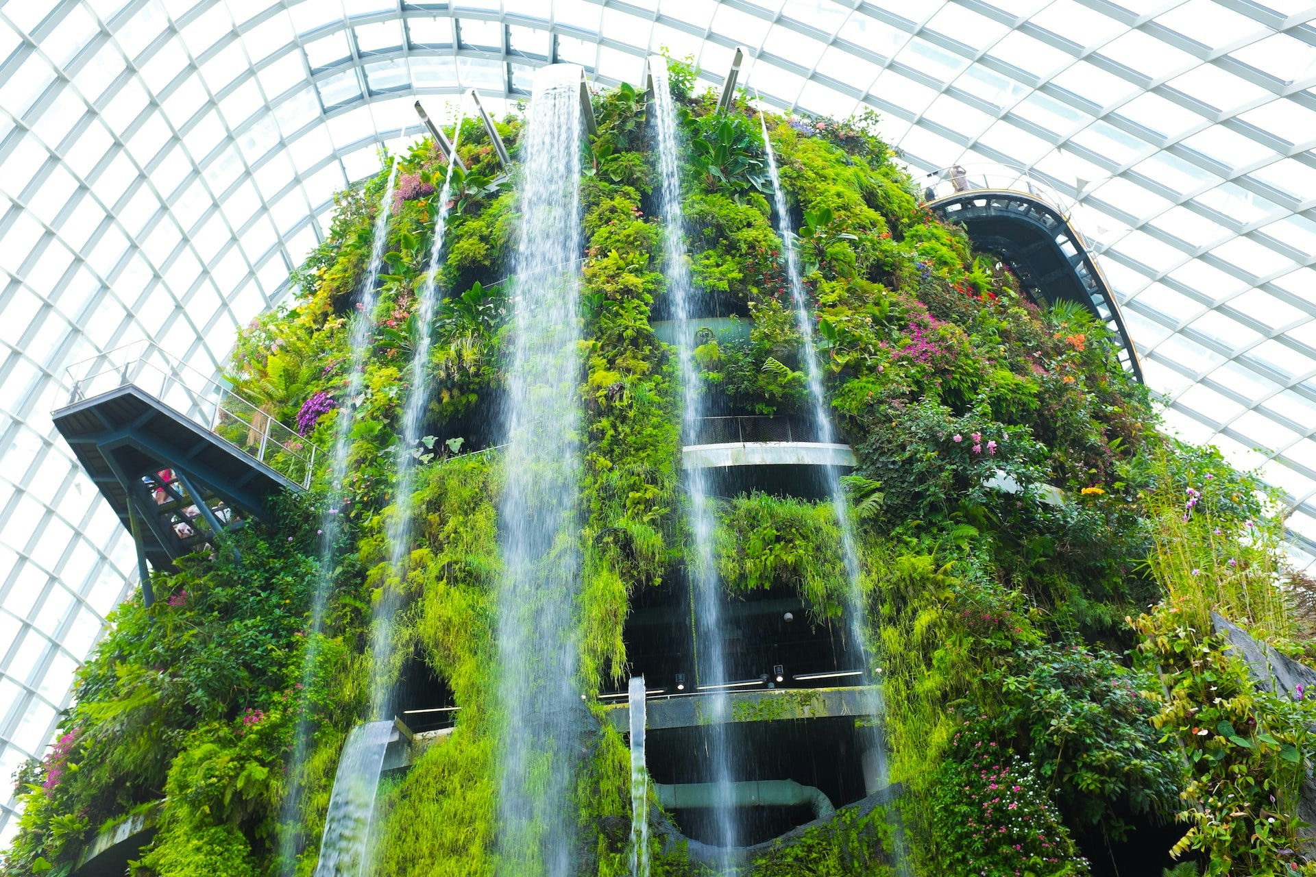 Cloud Forest