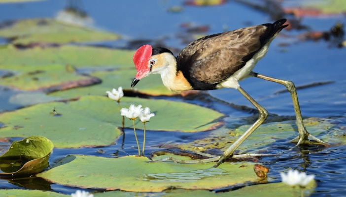 Barcelona Zoo Tickets - Aviarium