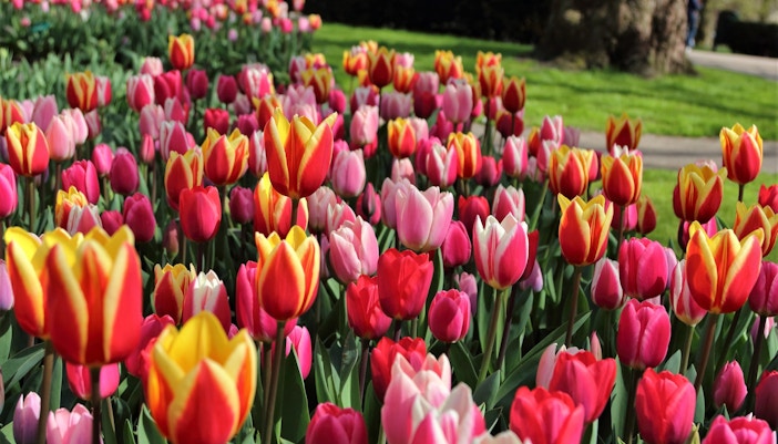 Visit Keukenhof
