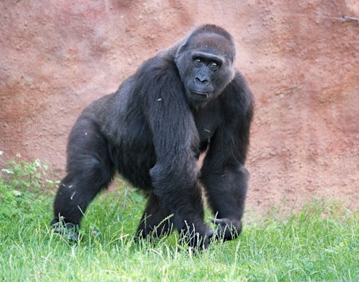 Mogo zoo tickets western lowland gorilla