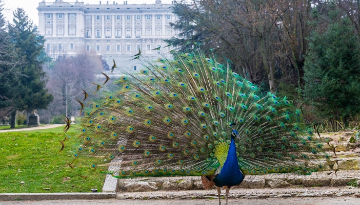 Parks in Madrid - Campo del Moro