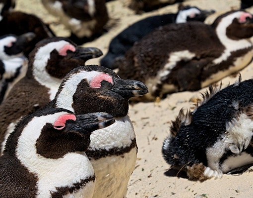 zoom torino tickets african penguins