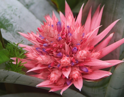 Oasis Wildlife Fuerteventura tickets bromeliad