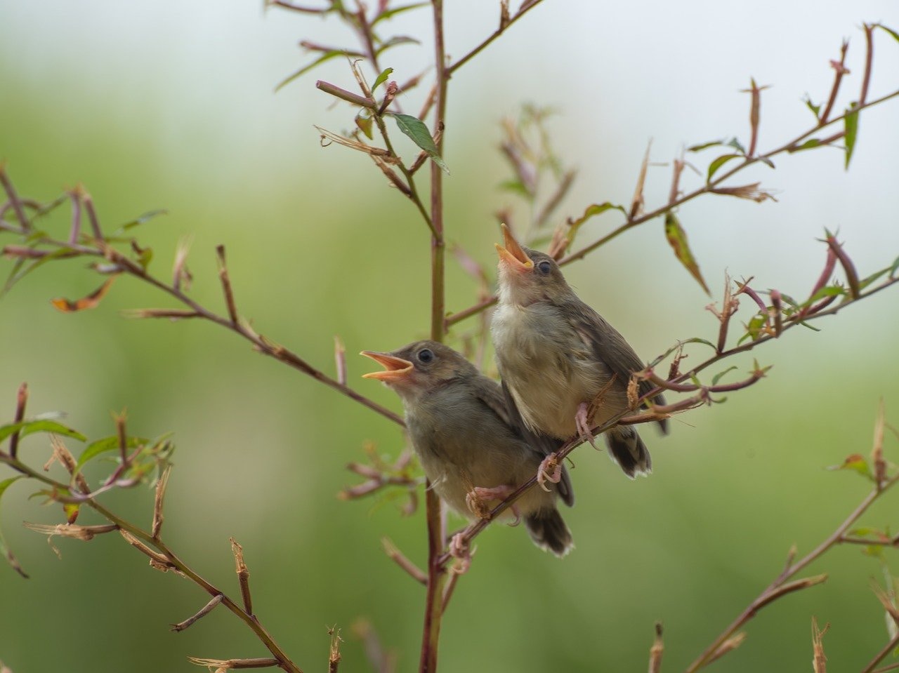 Birds