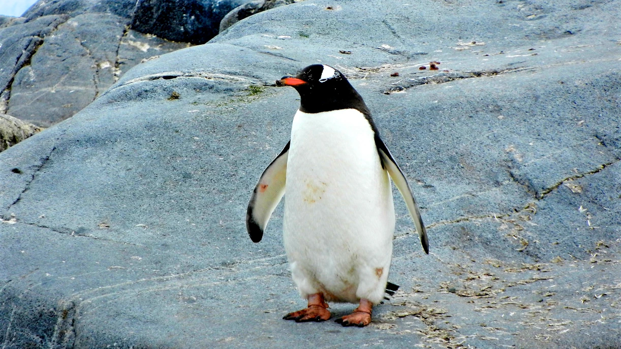 about Phillip Island Nature Parks