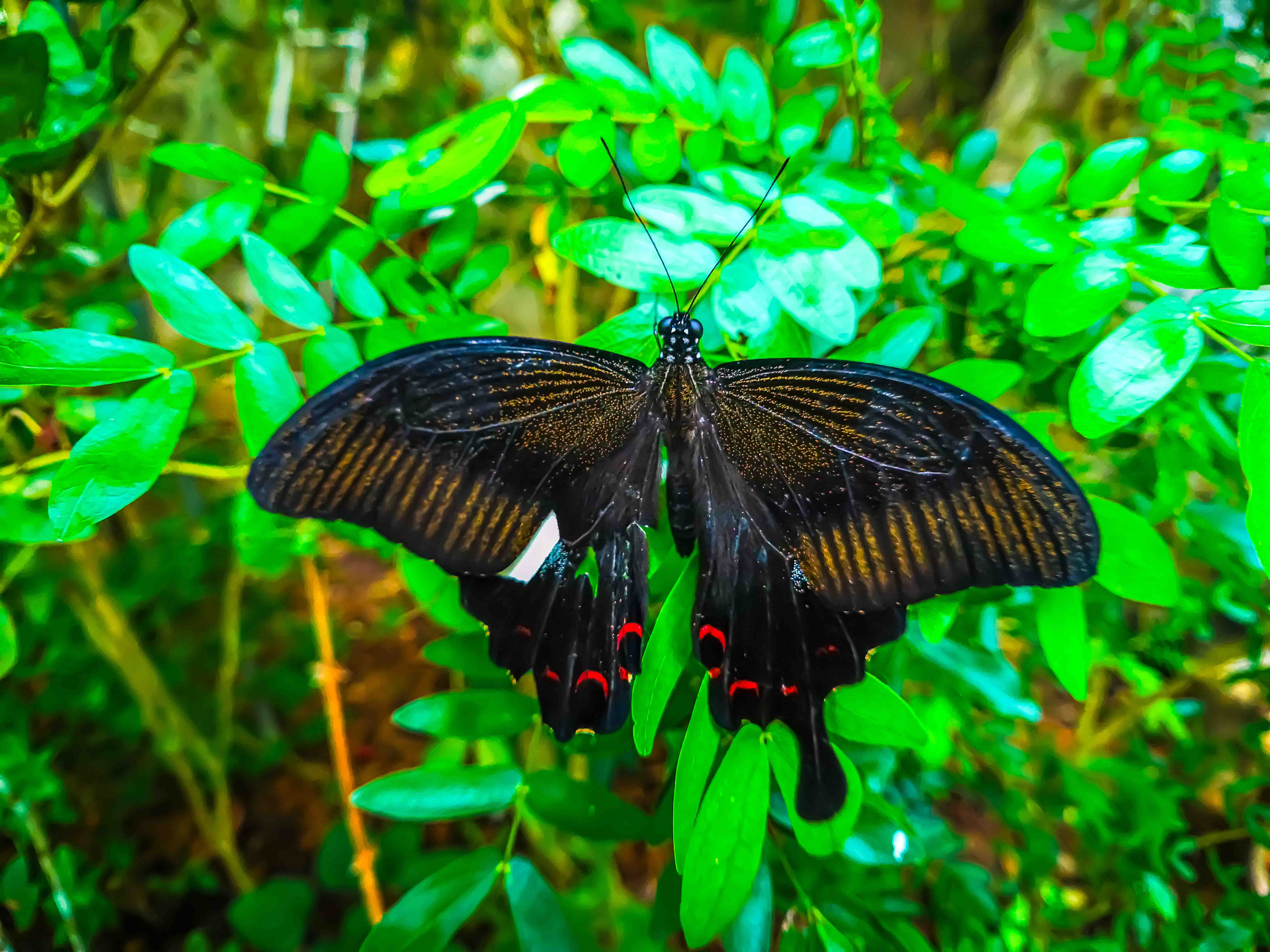 Butterflies in lush garden at Entopia by Penang Butterfly Farm, Malaysia.