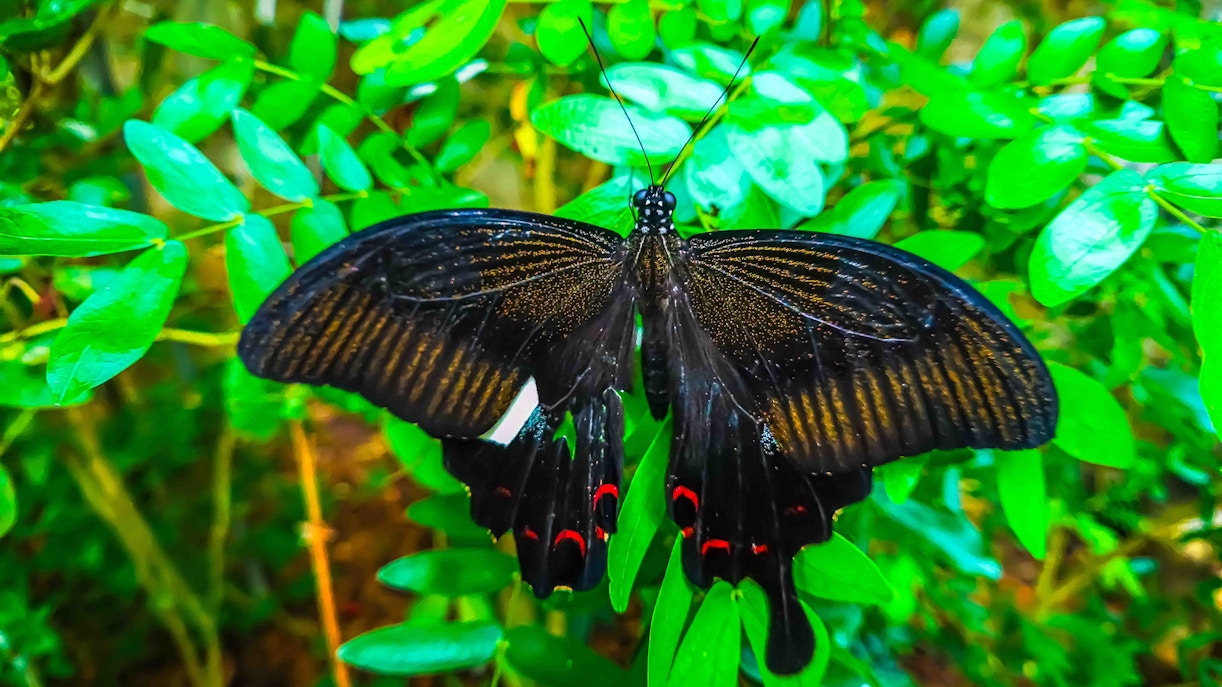 Entopia na Penang Butterfly Farm: horários