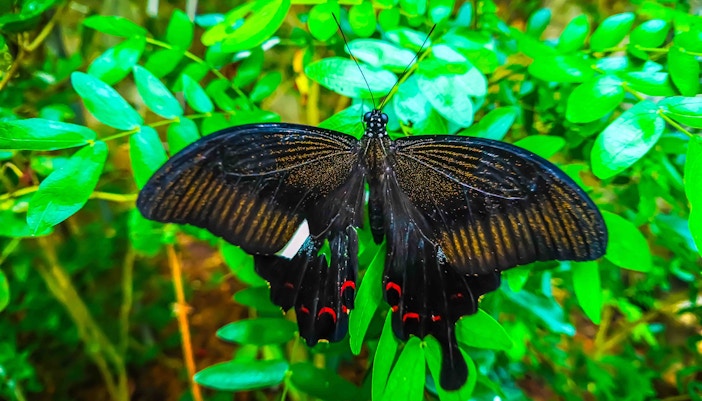 Butterflies in lush garden at Entopia by Penang Butterfly Farm, Malaysia.