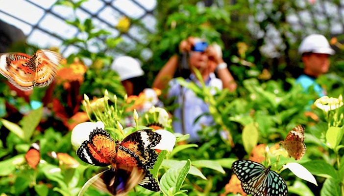 Entopia no Penang Butterfly Farm: educação sobre a natureza