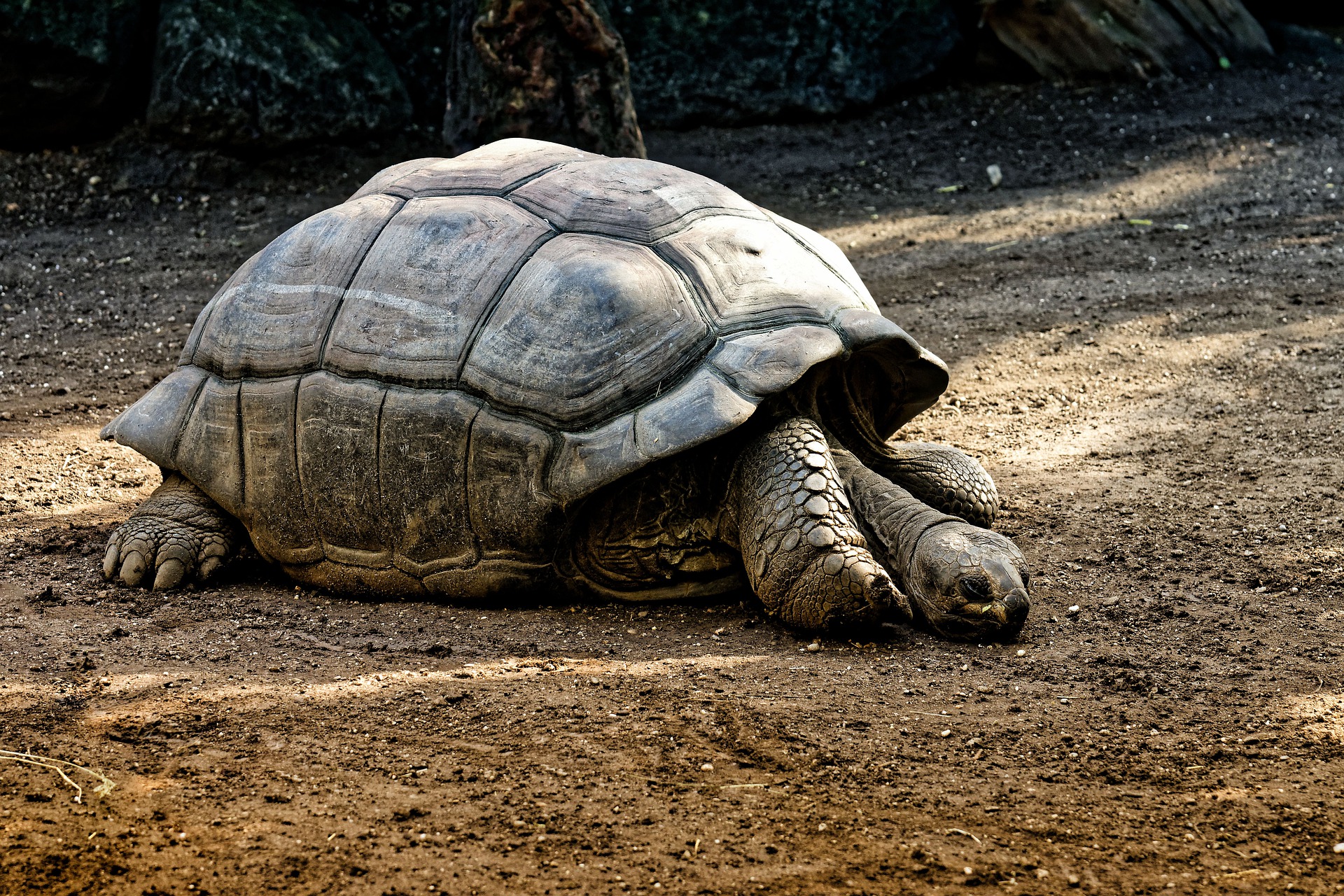 Galapagos tortoise