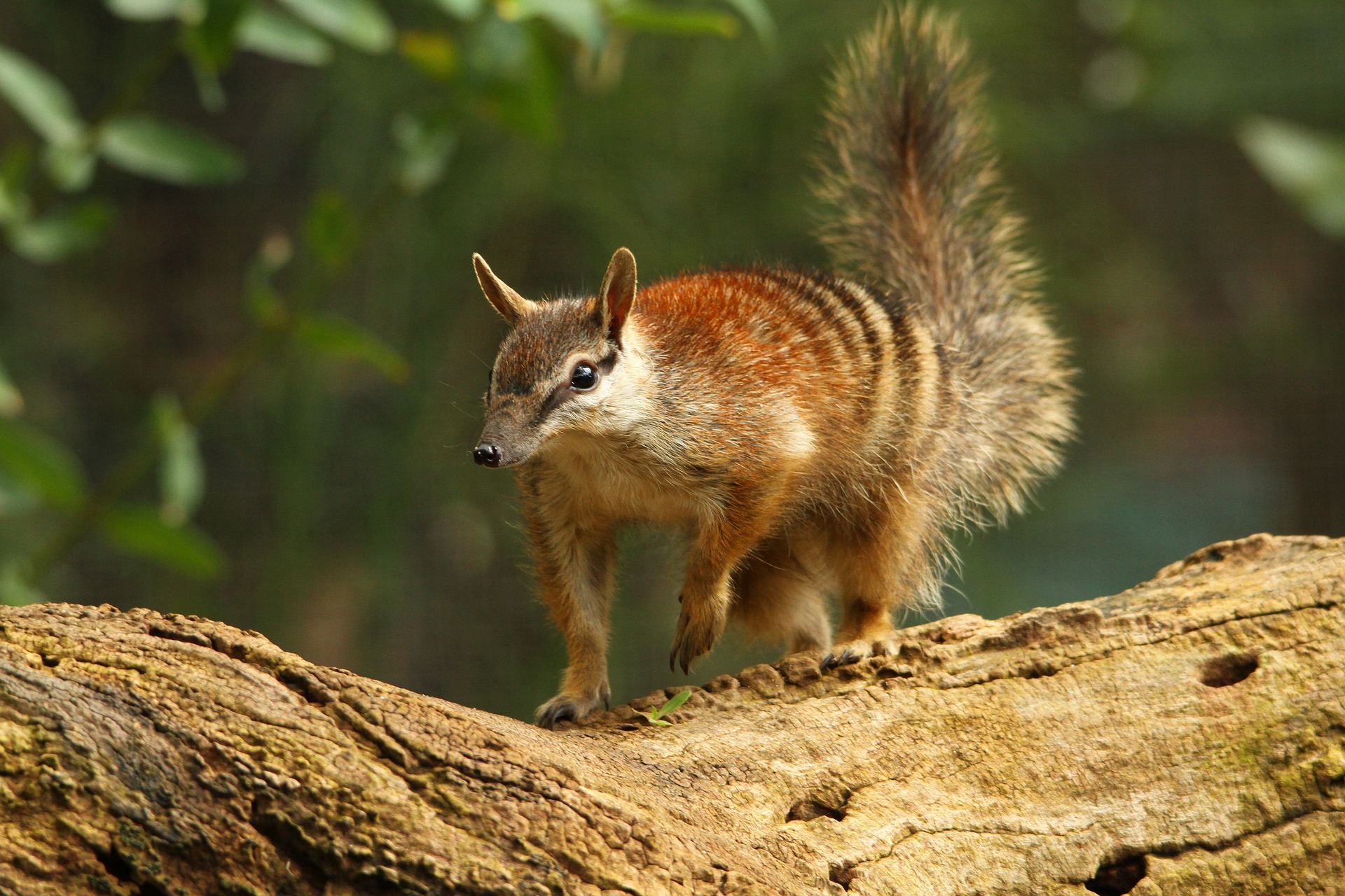 numbat