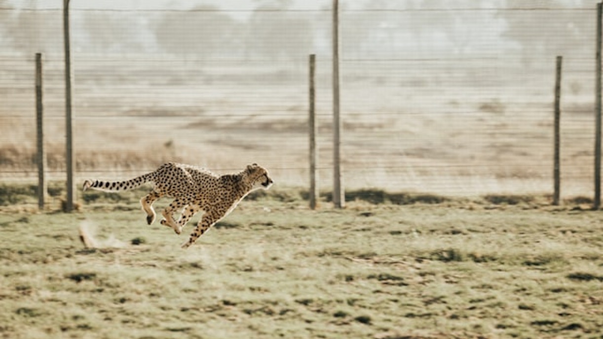 cheetah dubai safari park
