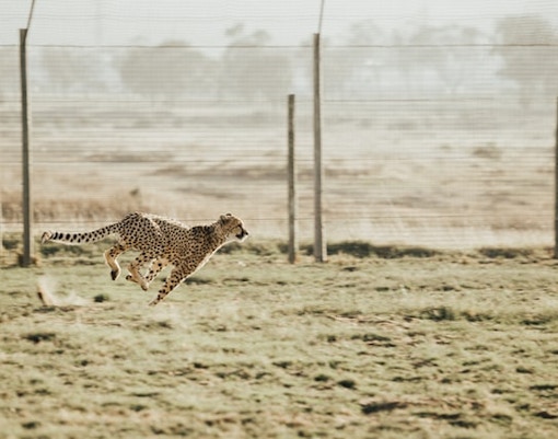 cheetah dubai safari park