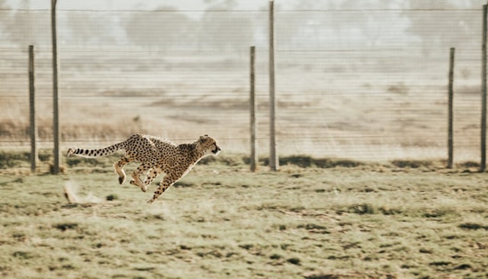 Dubai Safari Park Gepard
