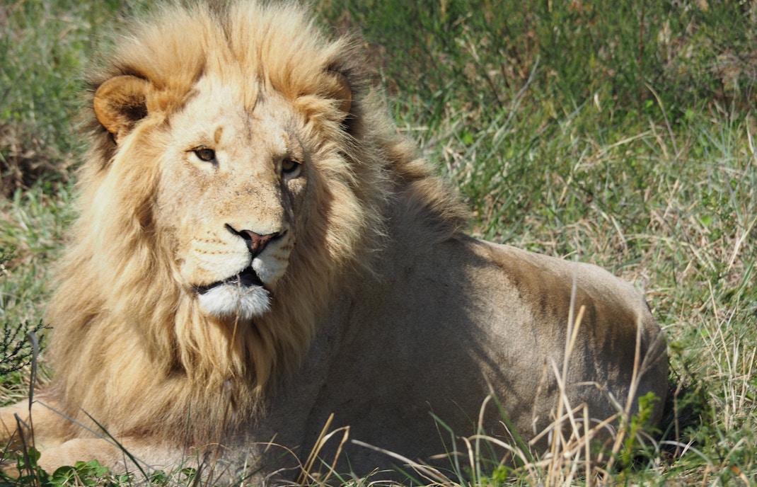 African lion resting on a rock at Singapore Zoo.