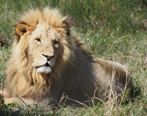 African lion resting on a rock at Singapore Zoo.