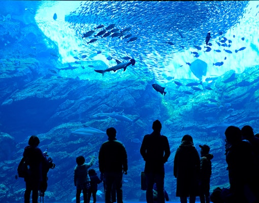 Singapore Travel Guide - SEA Aquarium