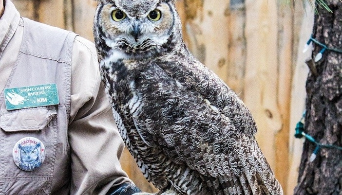 safari animaux dubai