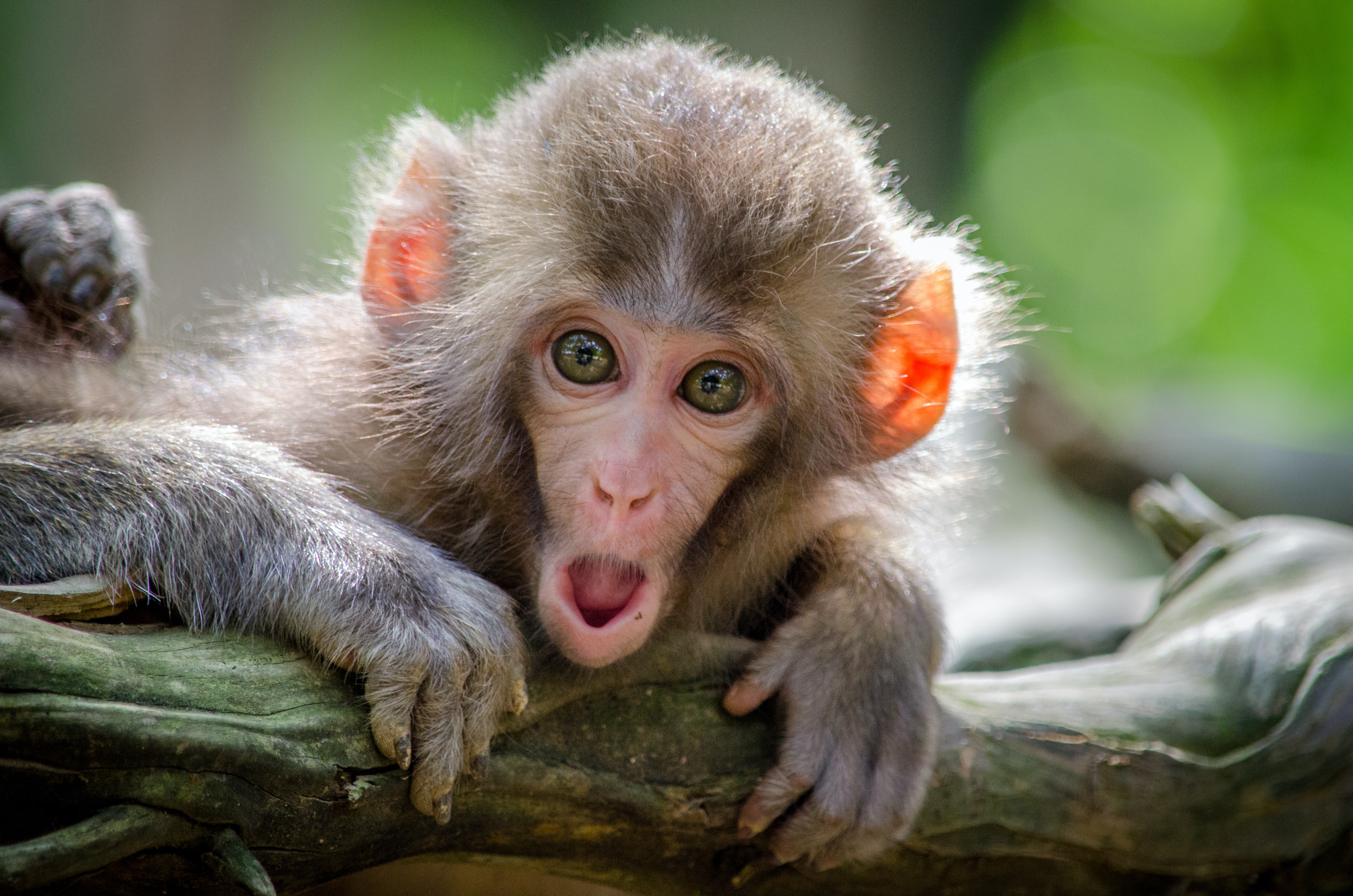 Pygmy marmoset perched on a branch at Barcelona Zoo's Marmosets Gallery.