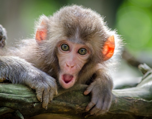 Pygmy marmoset perched on a branch at Barcelona Zoo's Marmosets Gallery.