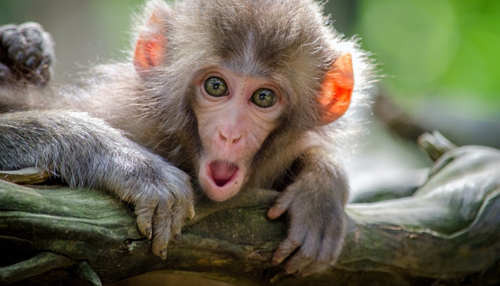 Barcelona Zoo Tickets - Marmosets Gallery