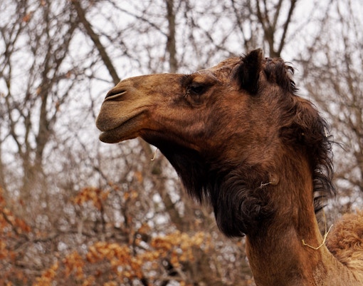 camel
