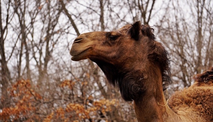 Zoom Torino Baobab Farm