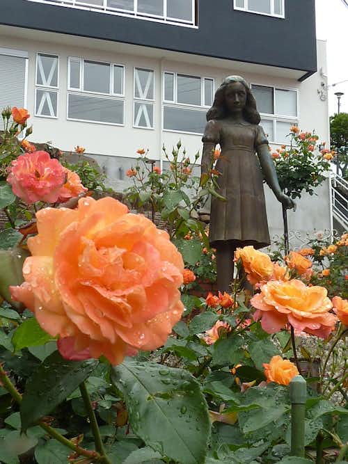 amsterdam canal cruises