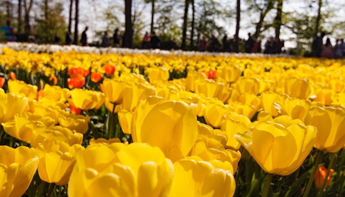 keukenhof opening hours