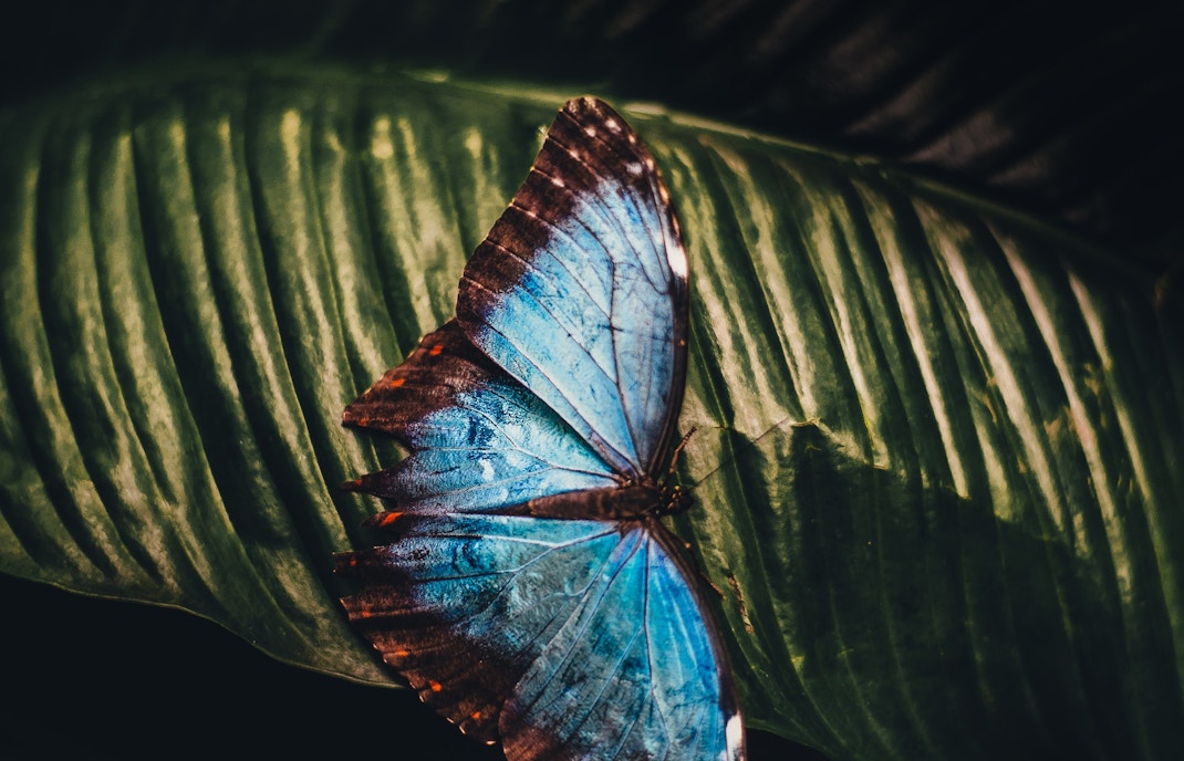 Dubai Butterfly Garden