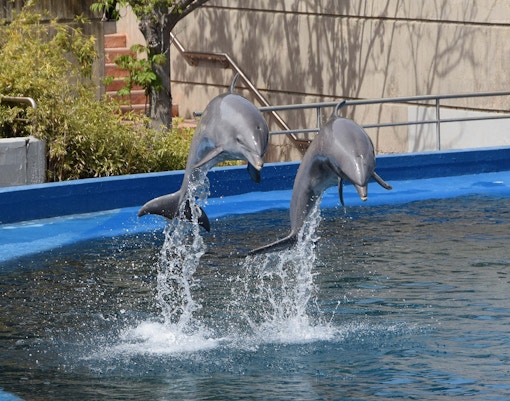 Visitors at Madrid Zoo taking selfie with sea lion.