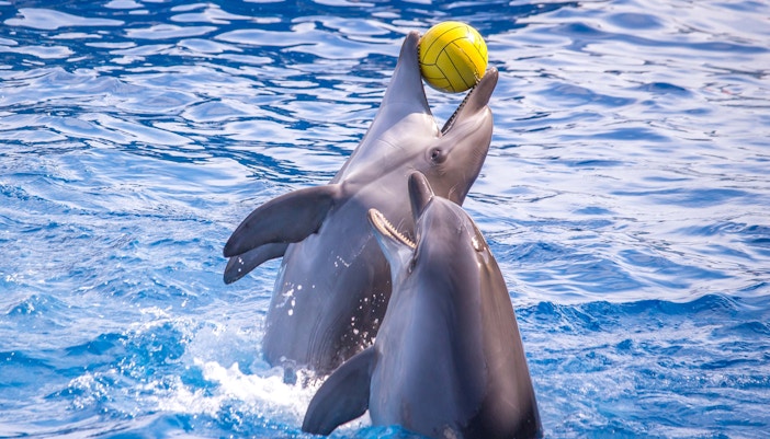 Best Places to Visit in Dubai - Dubai Dolphinarium