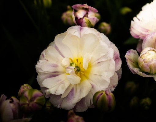 Tulp Festival Amsterdam tickets