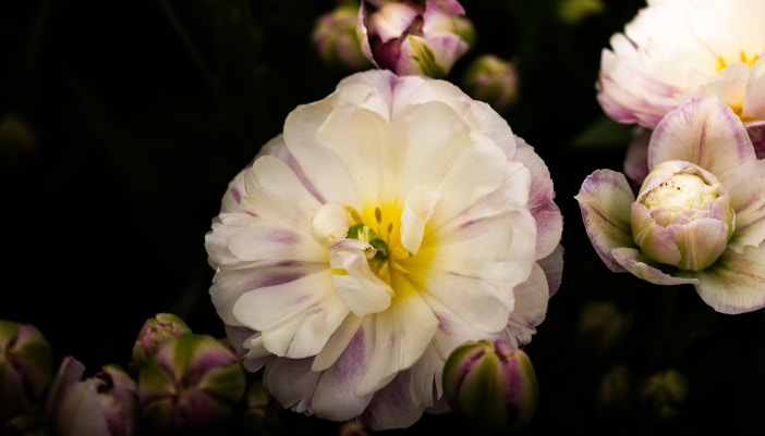 Keukenhof Events